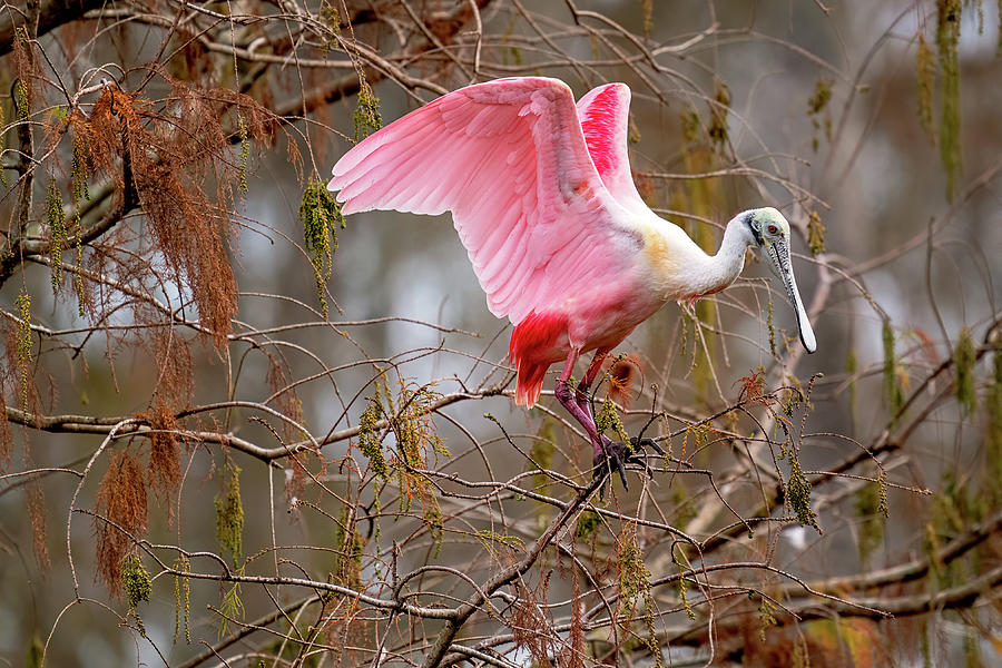 Spoonbill Nesting Photograph by Norman Peay