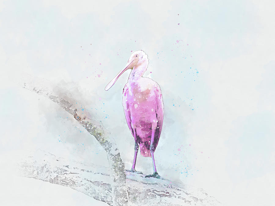 Spoonbill on a Branch Mixed Media by Pamela Williams