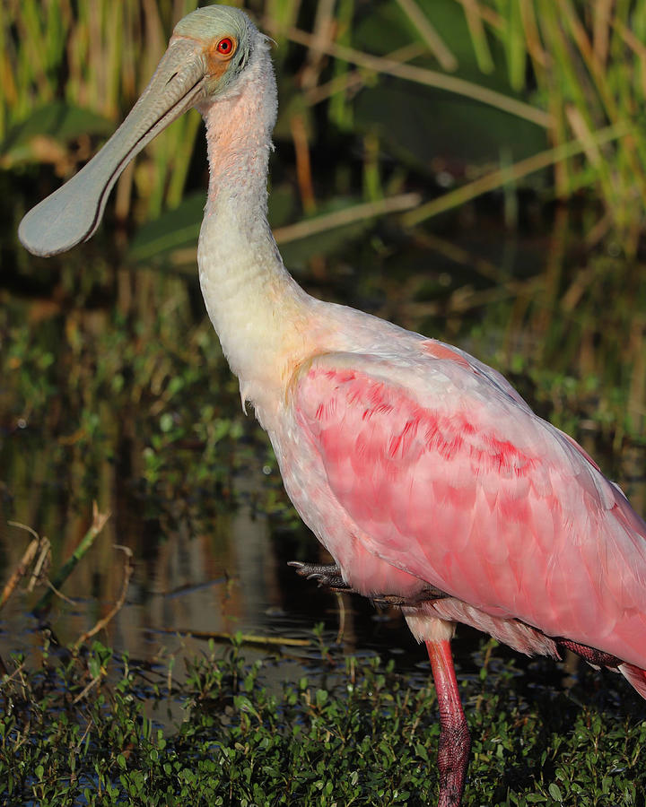 Spoonbill portrait Photograph by Jeni Tirnauer | Fine Art America