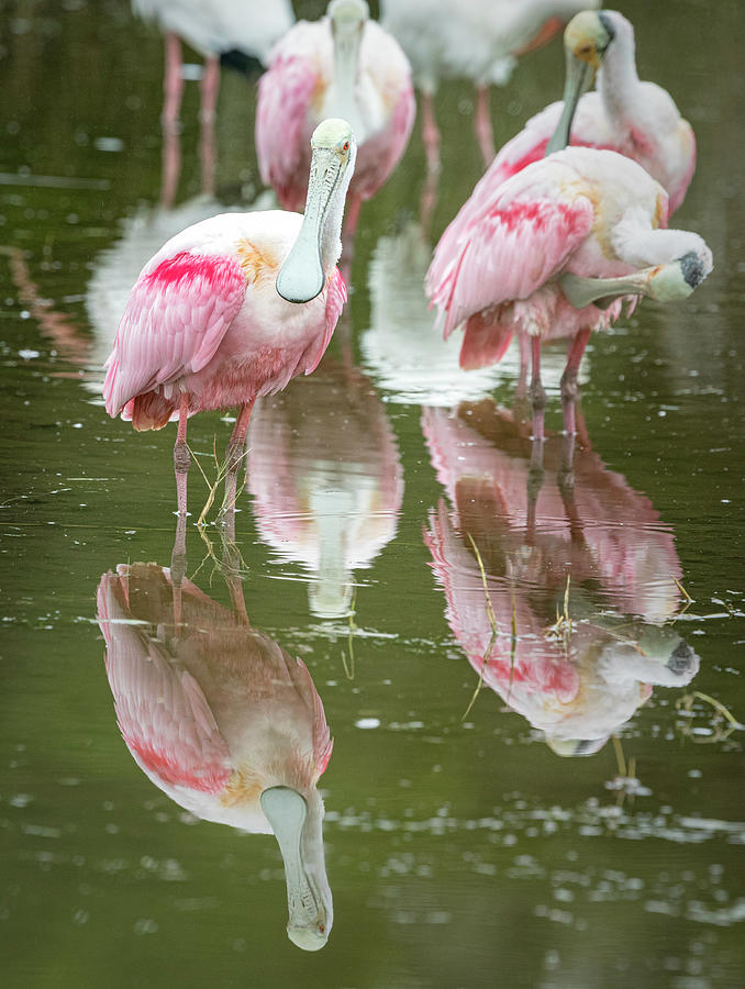 Spoonbill Reflections Photograph by Fran Gallogly