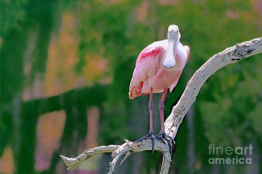Spoonbill Roseate Stands Alone Photograph by Diann Fisher