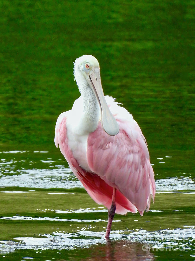 Spoonbill Smile Photograph by Beth Myer Photography
