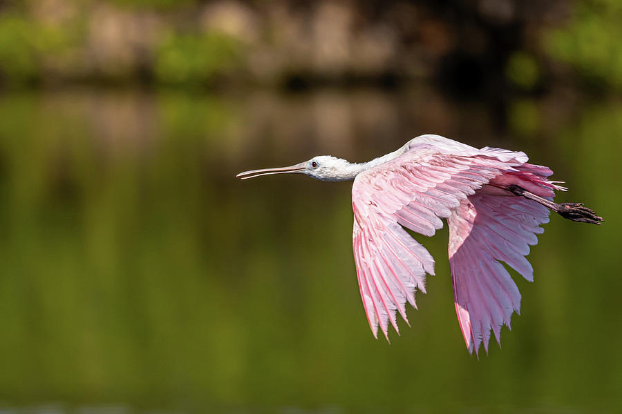 Spoonbill Wings Photograph by Paul Freidlund - Fine Art America