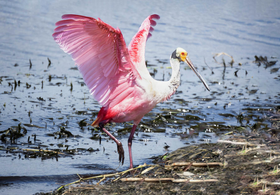 Spoonbill with Wings Open Photograph by Fran Gallogly