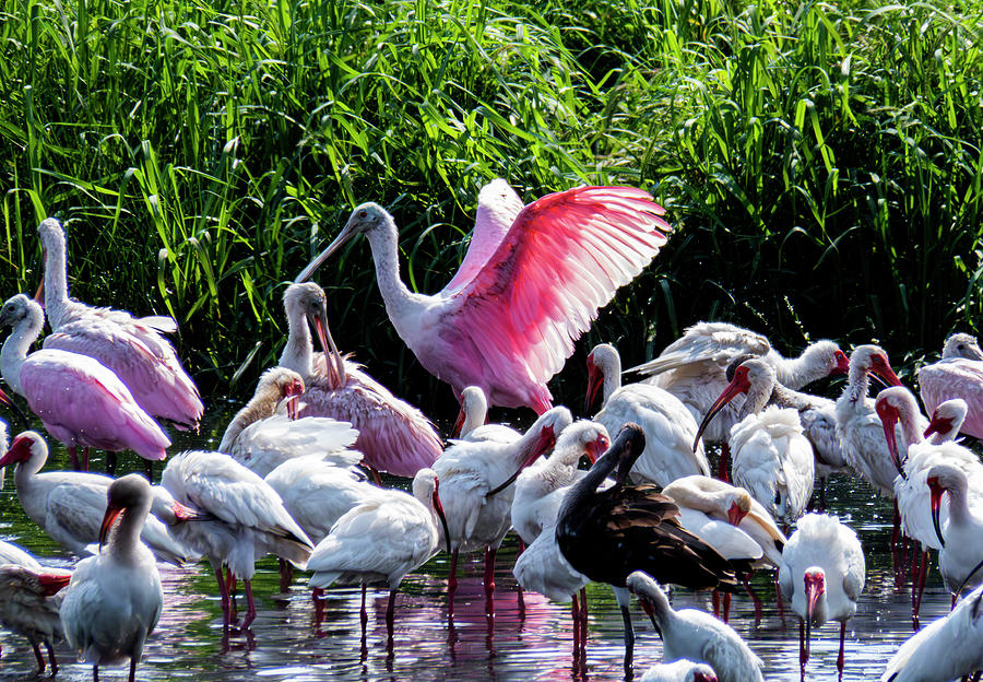 Spoonbills And Ibis Photograph by J M Farris Photography