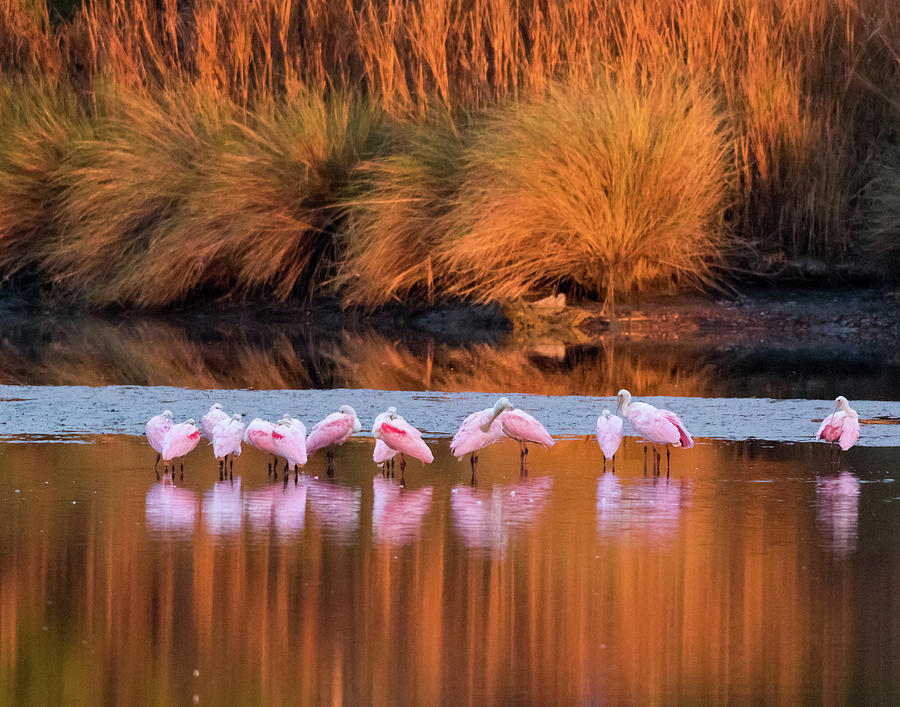 Spoonbills at Dawn Photograph by Jim Miller