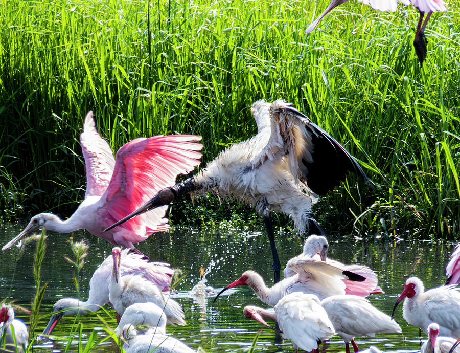Spoonbills, Ibis, and Woodstork Photograph by J M Farris Photography