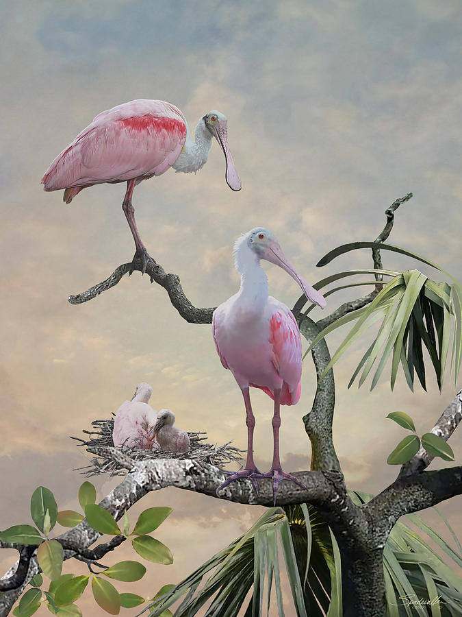Spoonbills of Florida Digital Art by M Spadecaller
