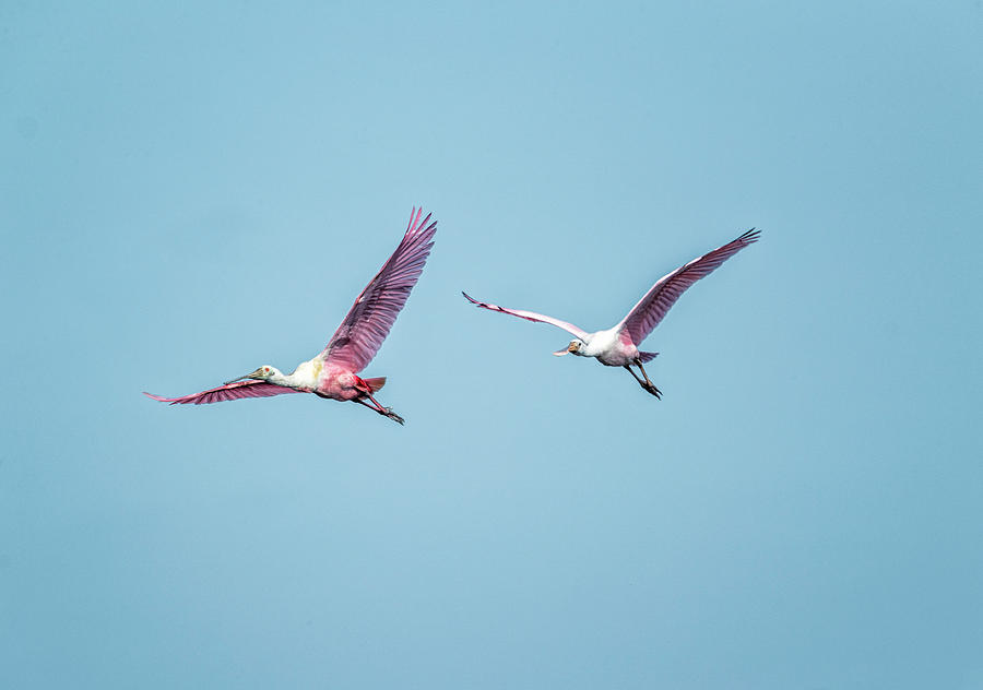 Spoonbills on the Wing Photograph by Fran Gallogly