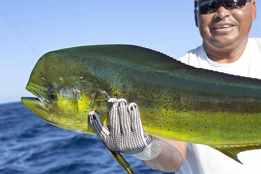 Sports,Dorado, successful day of fishing Photograph by JodiJacobson
