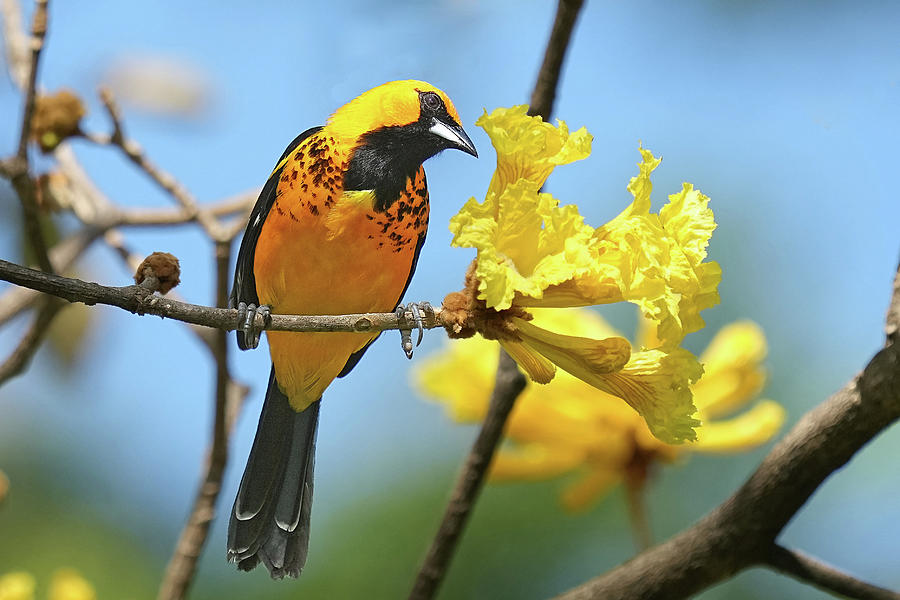 Spot-breasted Oriole Photograph by Alan Lenk
