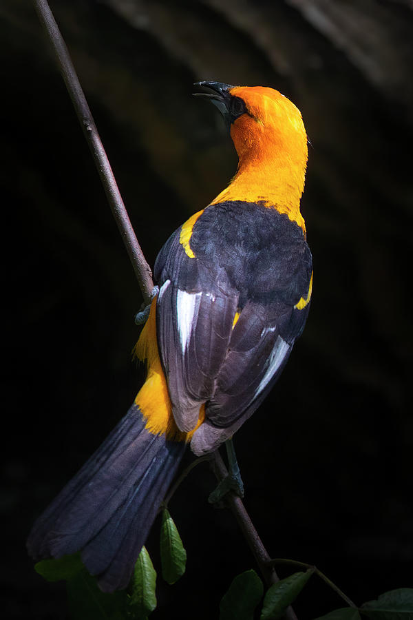Spot Breasted Oriole Photograph by Mark Andrew Thomas