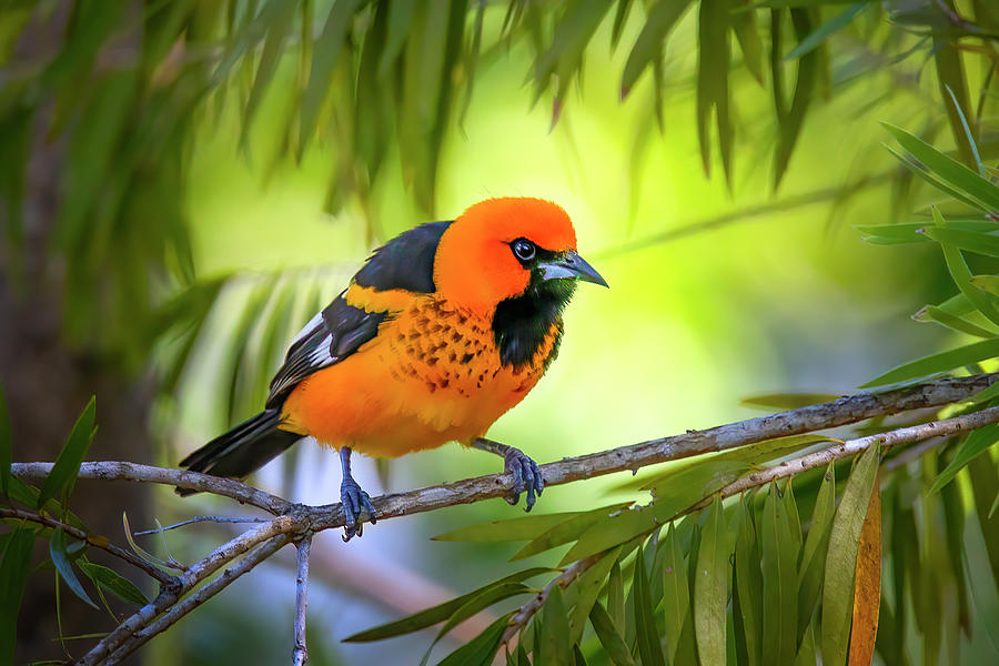 Spot Breasted Oriole Portrait Photograph by Mark Andrew Thomas