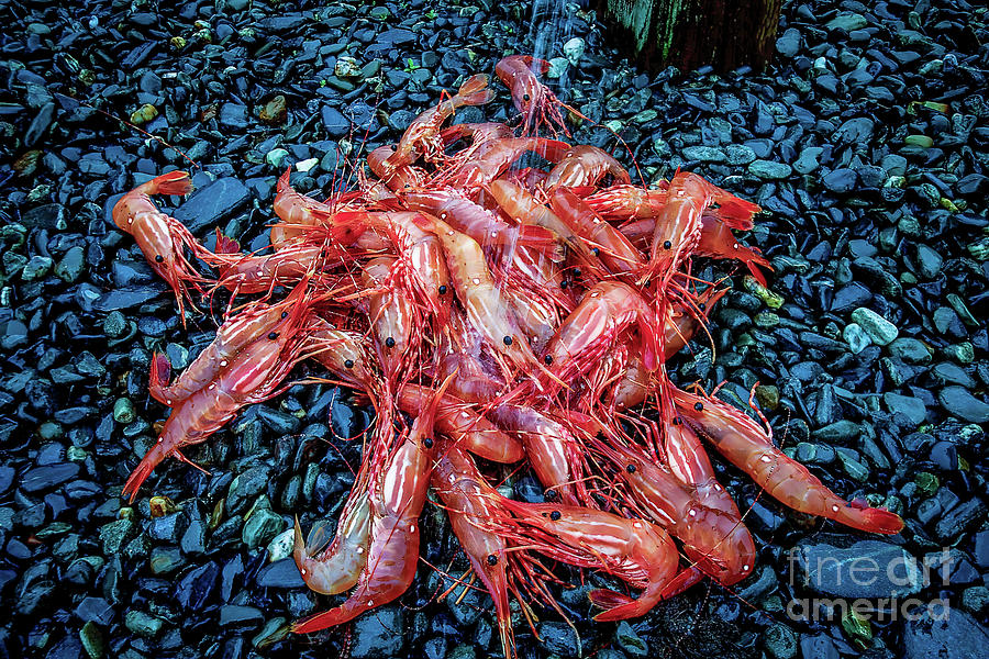 Alaska Shrimp Pots - Parlor pots are fishing great ! Customer