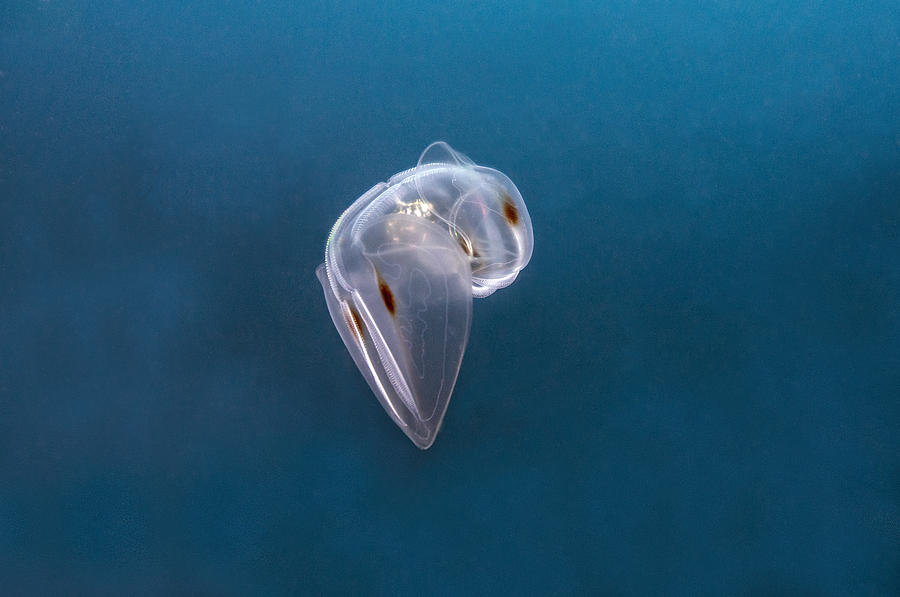 Spot-winged Comb Jelly Drifting In Open Water Photograph by Gerard Soury