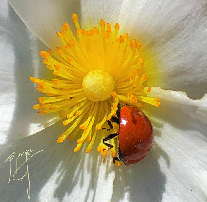 Spotless Ladybug Photograph by DC Langer