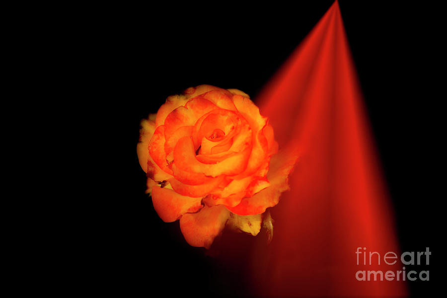 Spotlight On A Gorgeous Rose Photograph by Al Bourassa
