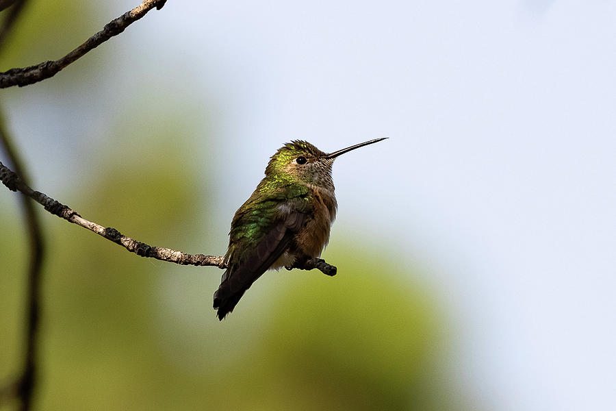 Spotlight on a Hummingbird Photograph by Tony Hake - Fine Art America