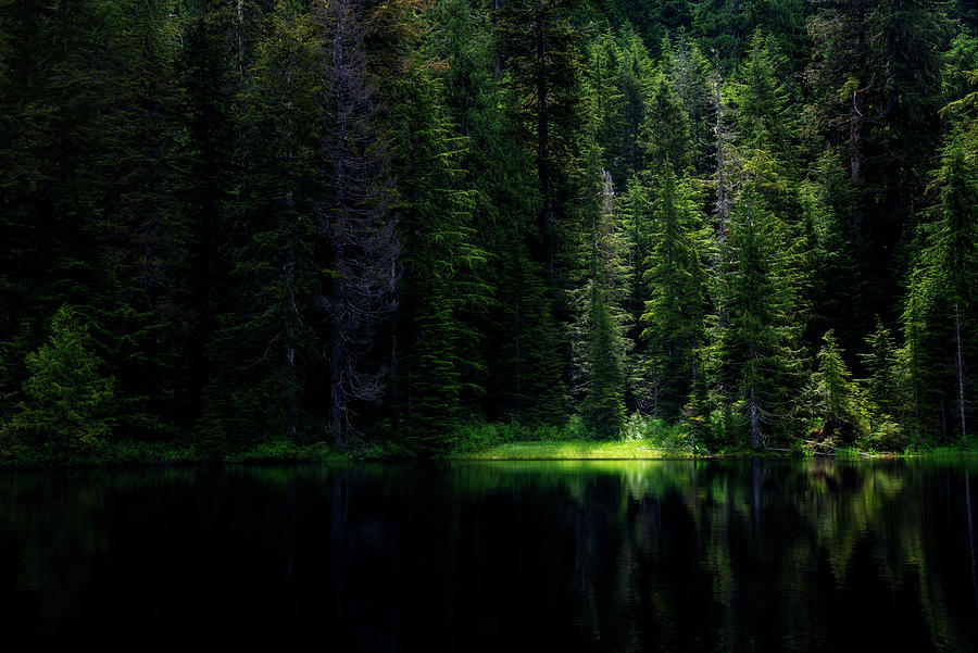 Spotlight on Alpine Lake Grass Photograph by Pelo Blanco Photo