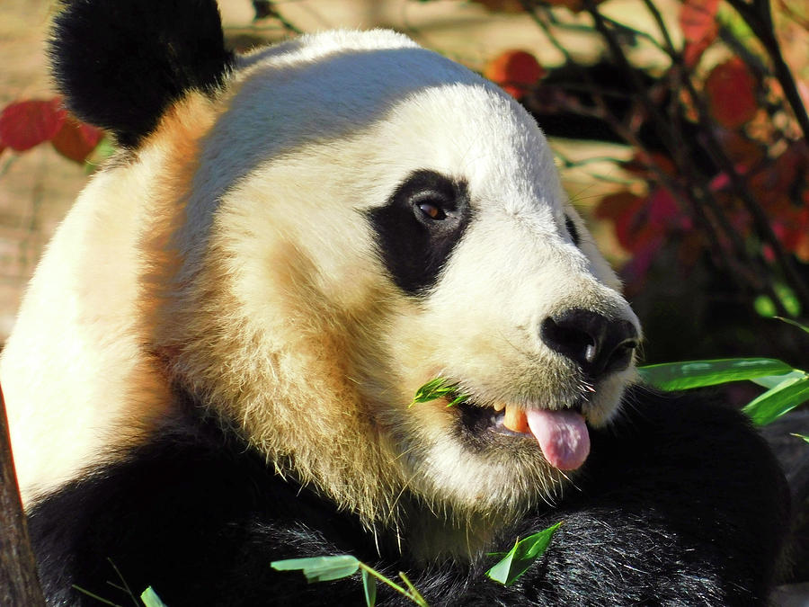 Spotlight On Bei Bei the Giant Panda Photograph by Emmy Marie Vickers