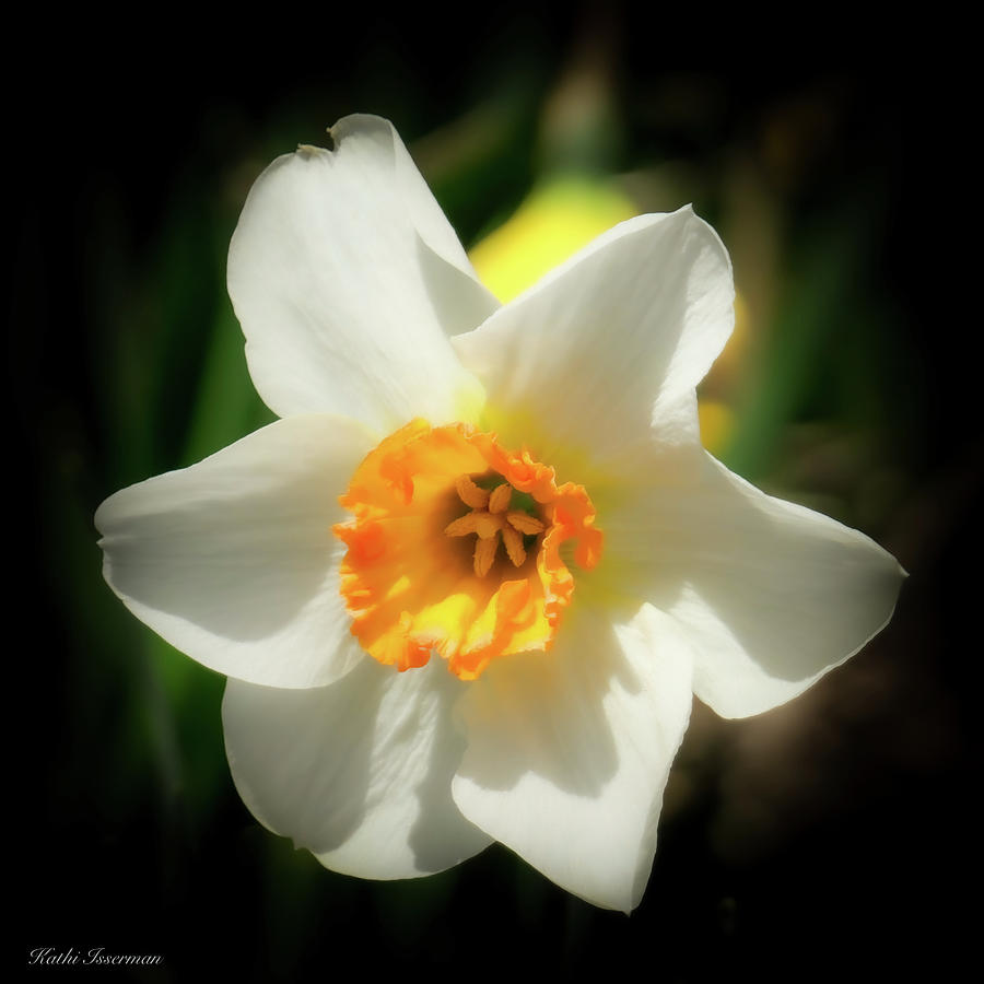 Spotlight on the Daffodil  Photograph by Kathi Isserman