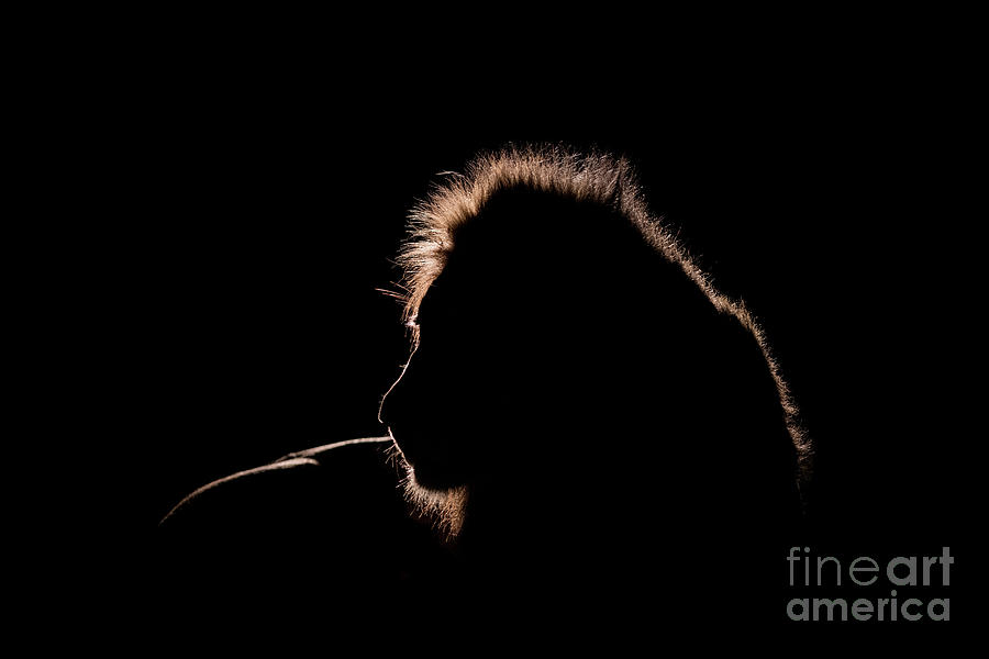 Animal Photograph - Lion - Spotlight on the king by Tony Camacho