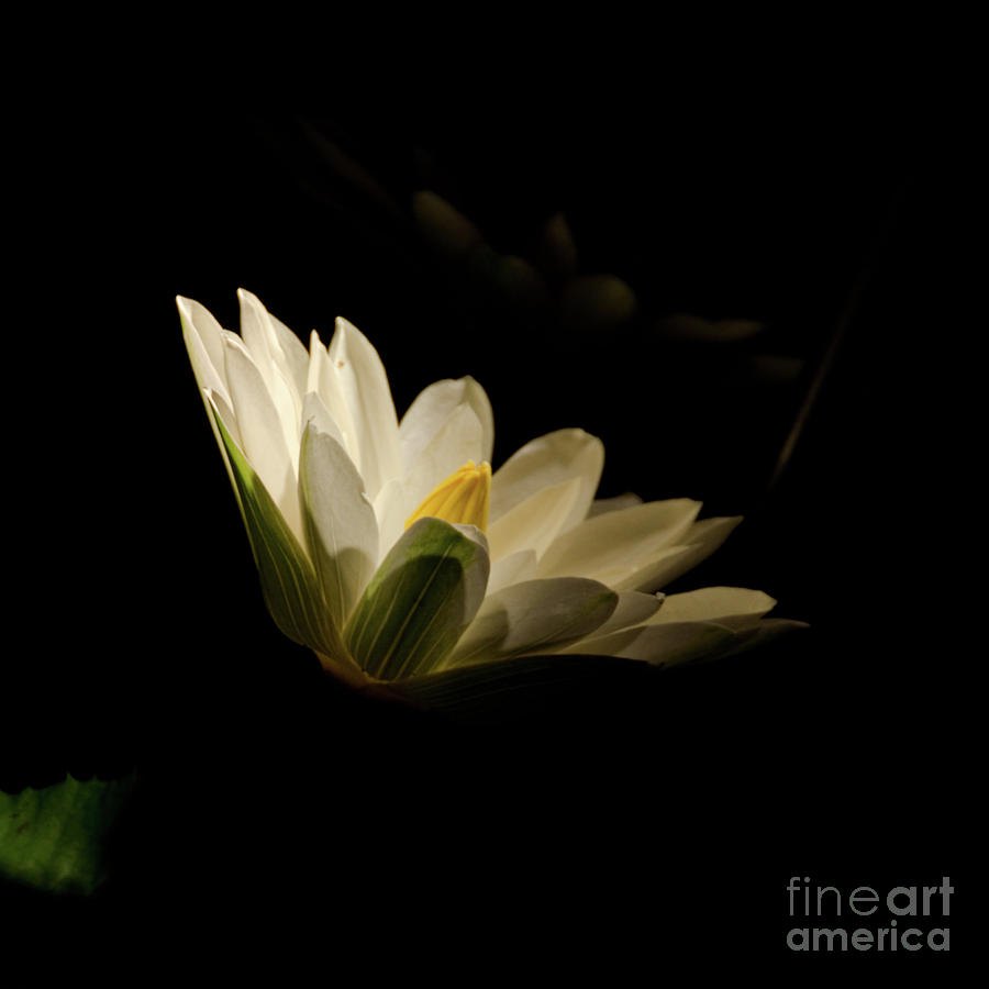 Spotlight on Waterlily Nature Floral Botanical Night Photo Photograph by PIPA Fine Art - Simply Solid