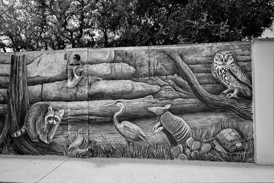 Spotlight on Wimberlys Wildlife in Black and White Photograph by Lynn Bauer