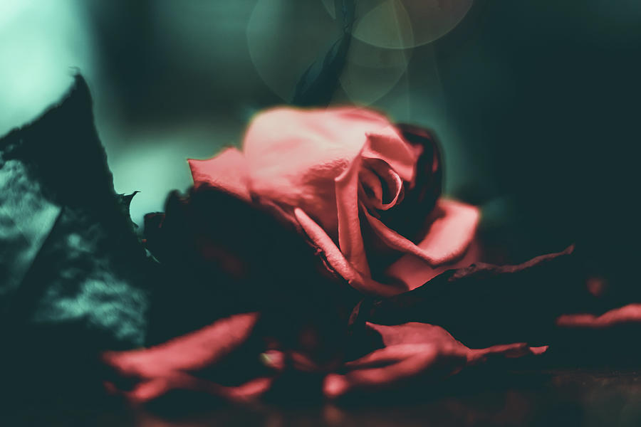 Spotlight Rose Photograph by Anamar Pictures