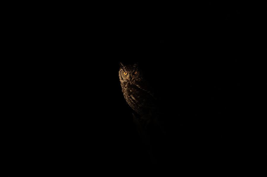 Spotlit Eagle-Owl Photograph by Max Waugh