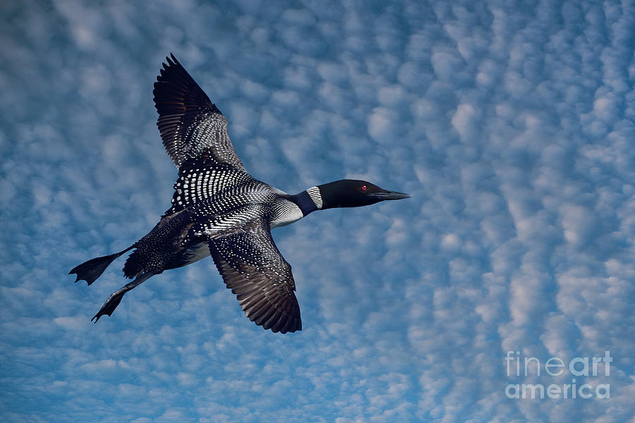 Loon Photograph - Spots by Tony Beck