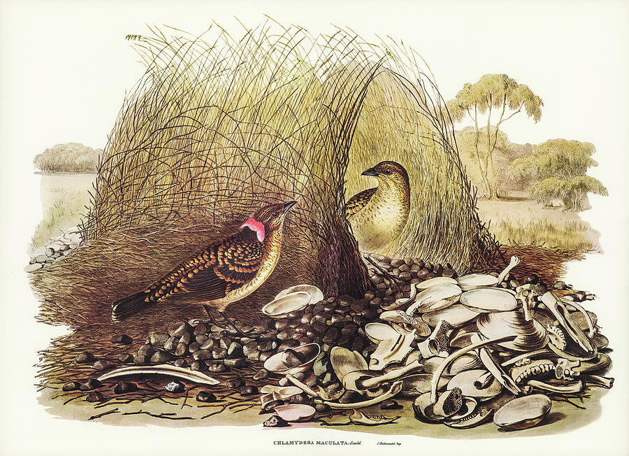 John Gould Drawing - Spotted Bower Bird, Chlamydera maculata by John Gould