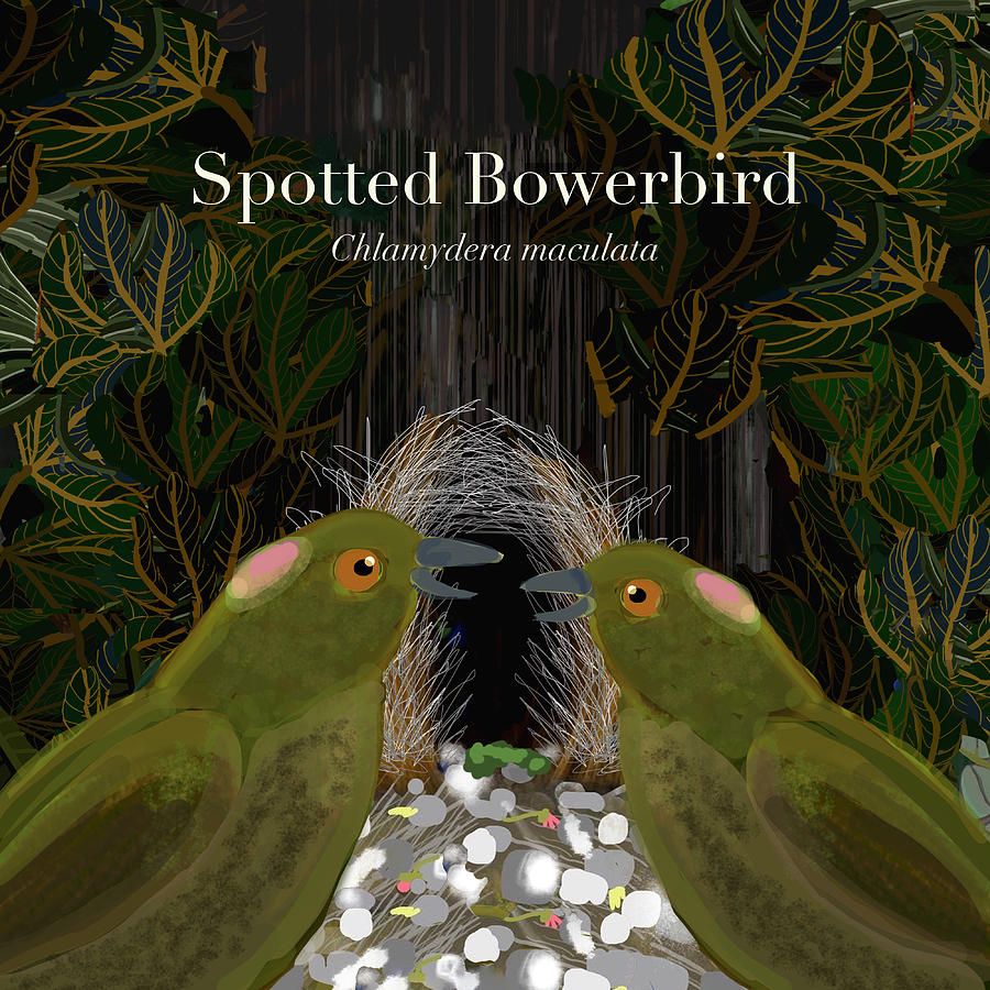 Spotted Bowerbird pair Digital Art by Donna Huntriss
