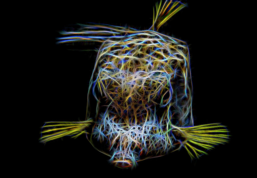 Spotted Box Fish Fractalized Digital Art by Gary Hughes