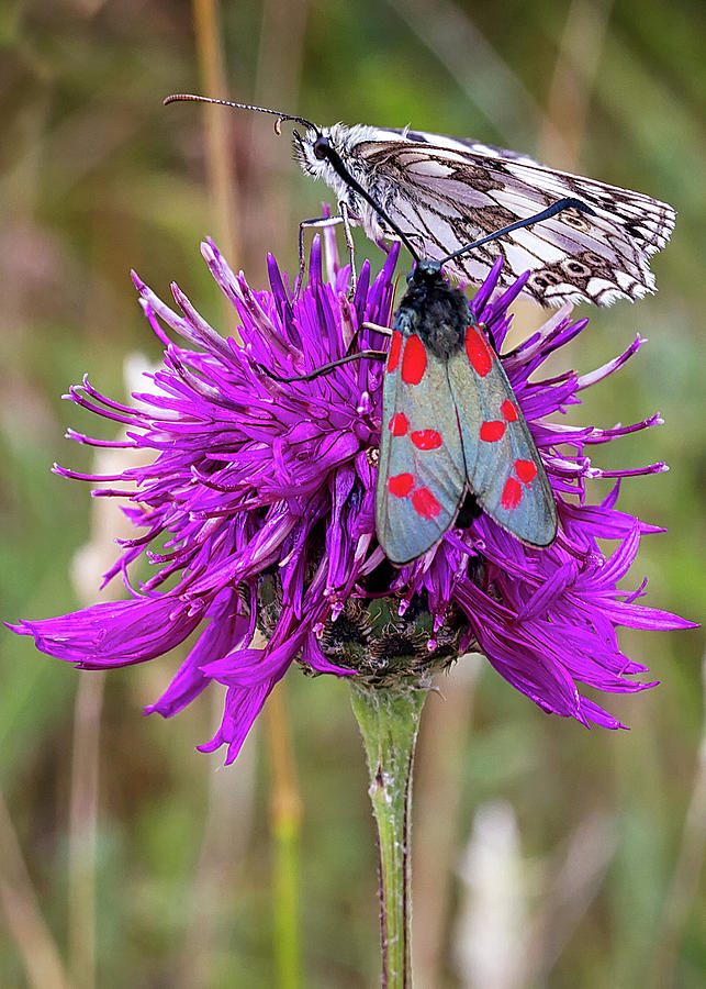 Spotted Burnet and Friend Photograph by Shirley Mitchell