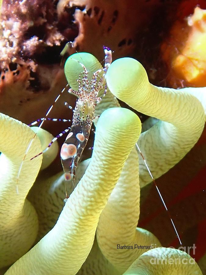 Spotted Cleaner Shrimp Photograph by Barbara Petersen