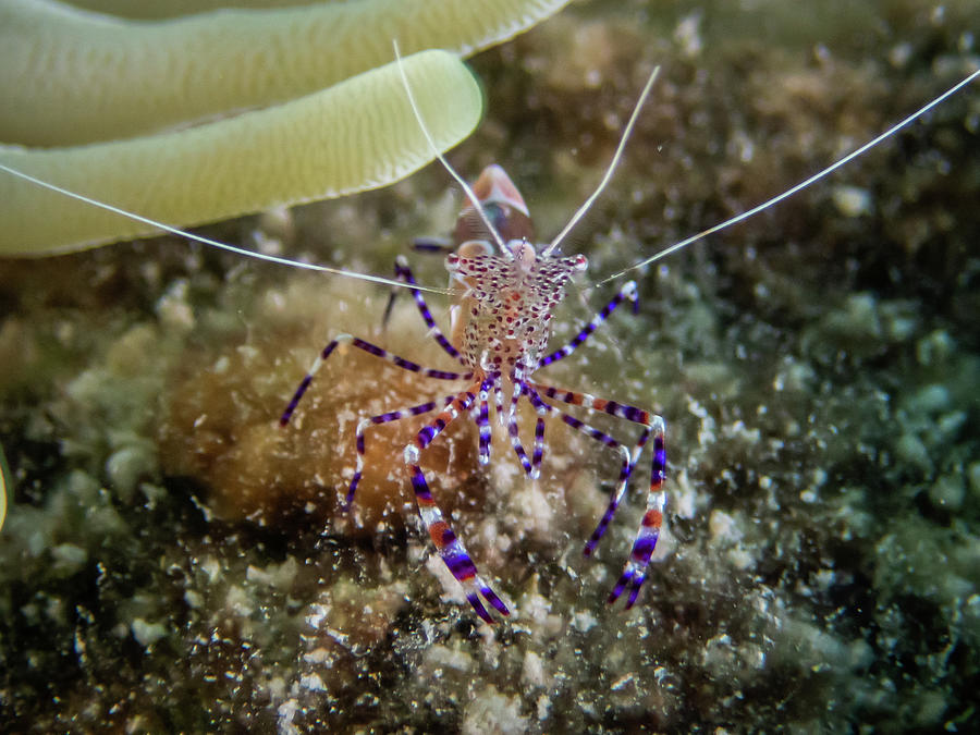 Spotted Cleaner Shrimp Photograph by Brian Weber