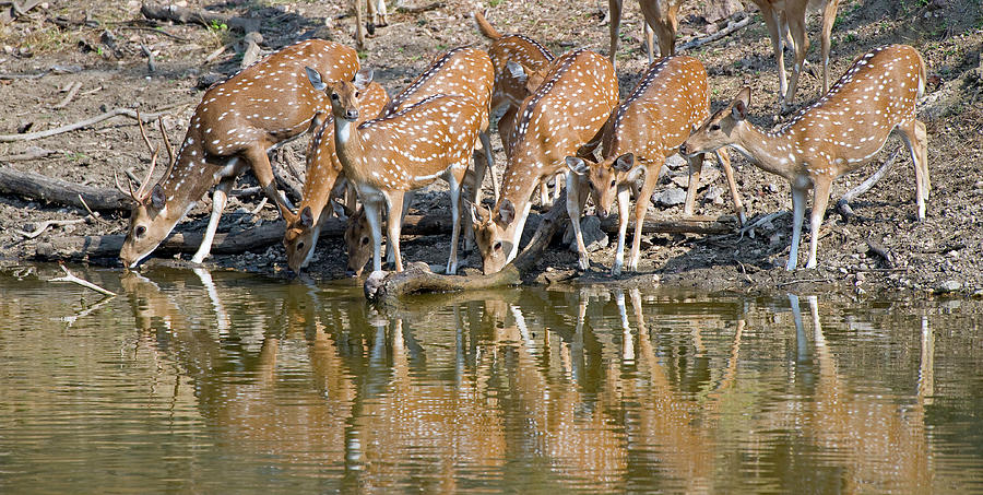 spotted-deer-at-waterhole-photograph-by-hira-punjabi