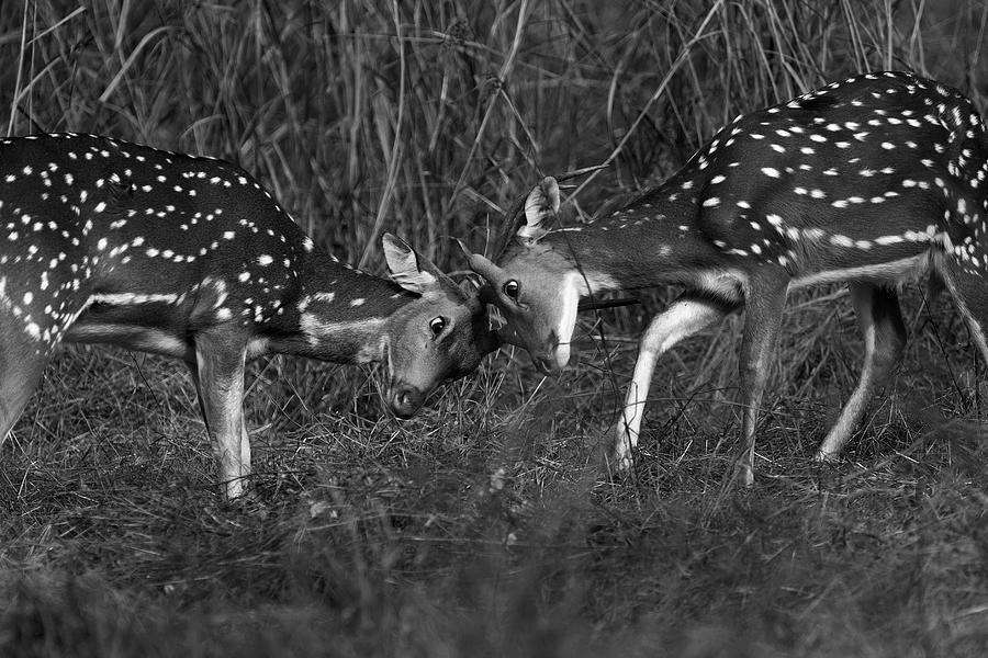 spotted-deer-fight-2-photograph-by-hira-punjabi-fine-art-america