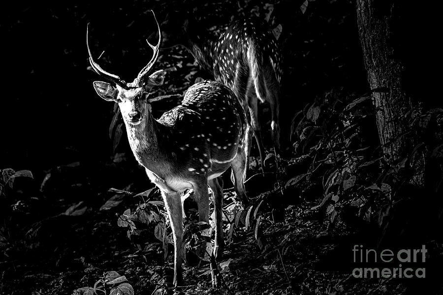 Spotted deer in monochrome Photograph by Pravine Chester