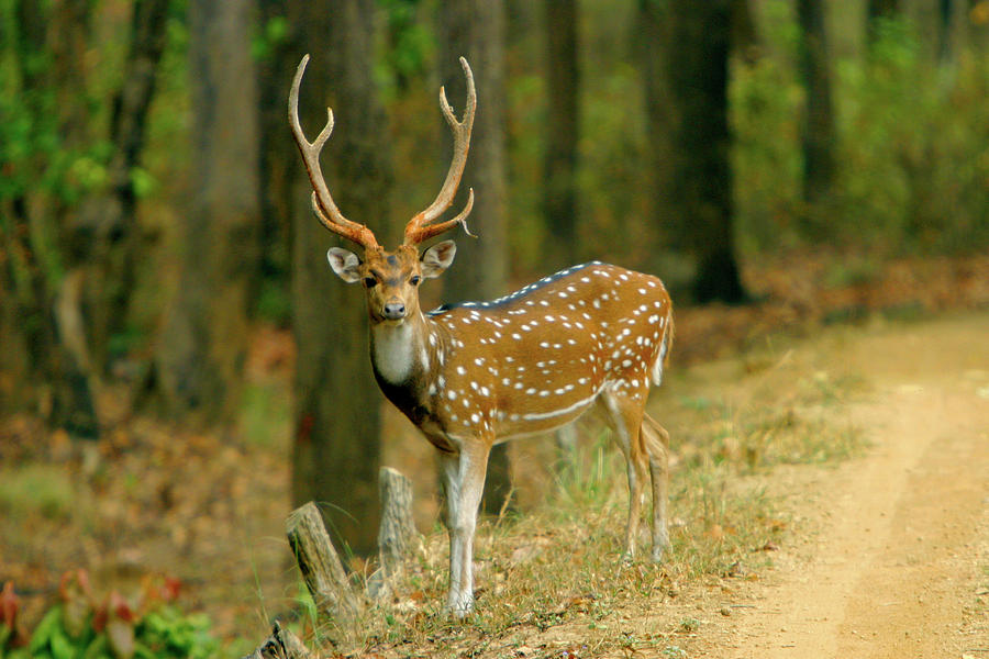 spotted deer