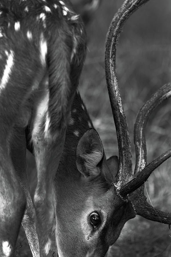 spotted-deer-stag-photograph-by-hira-punjabi-fine-art-america