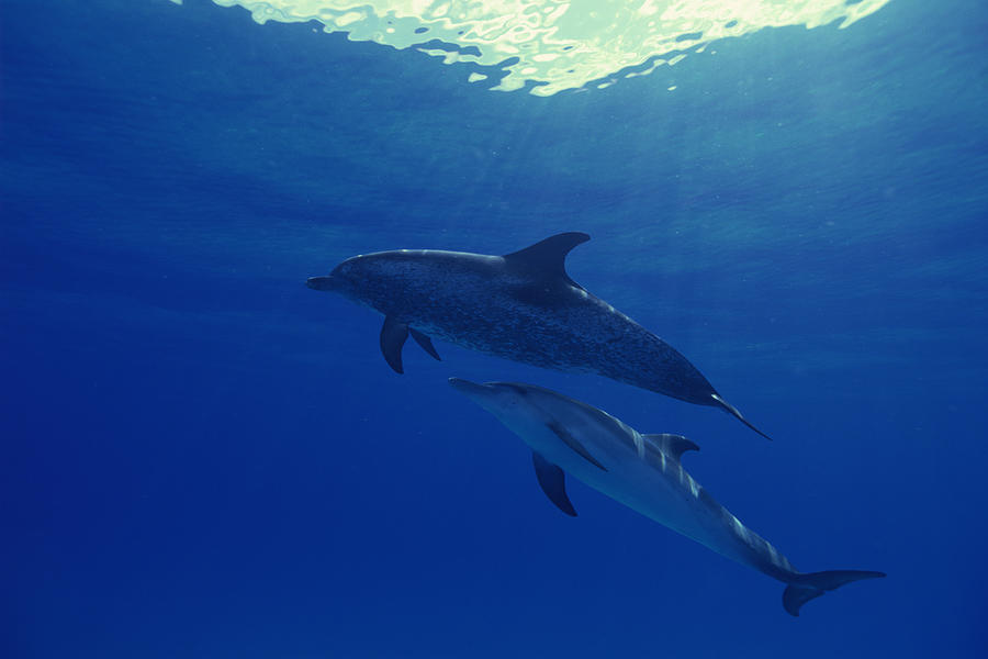 Spotted dolphins underwater Photograph by Comstock Images