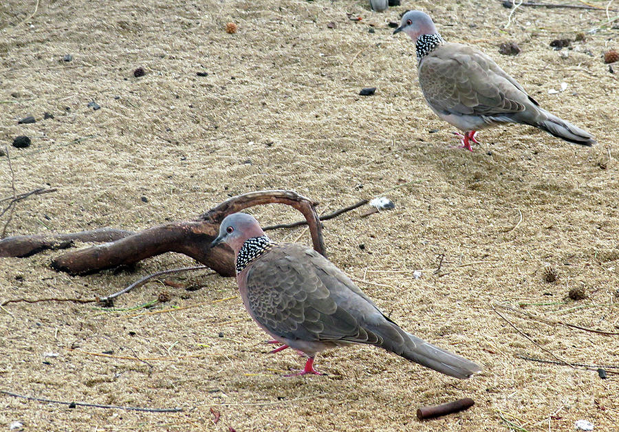 Spotted Doves Photograph by Cindy Murphy