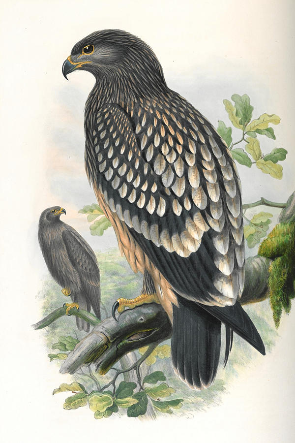Spotted Eagle. John Gould Mixed Media by World Art Collective