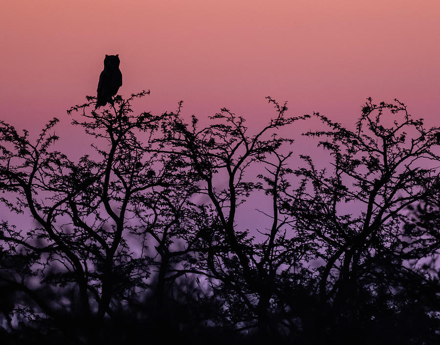 Spotted Eagle-owl at Dusk Photograph by Max Waugh