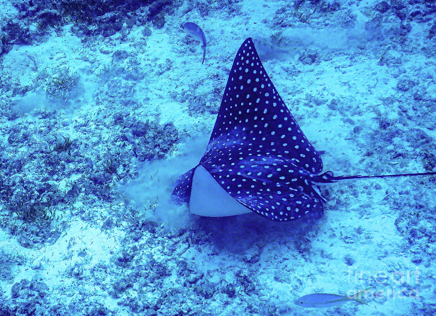 Spotted Eagle Ray Feeding Photograph by Darin Bokeno | Fine Art America