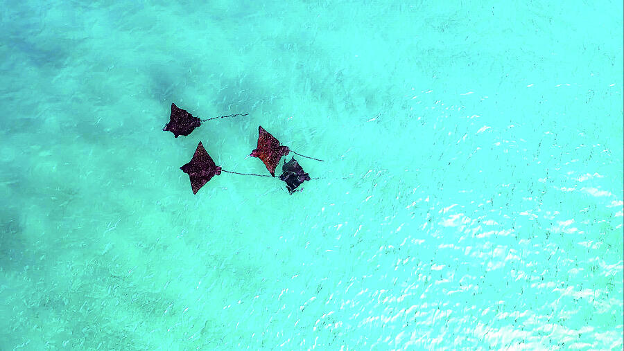 Spotted Eagle Rays Photograph by Shelby Jacobs Spotted Eagle Rays Photograph by Shelby Jacobs