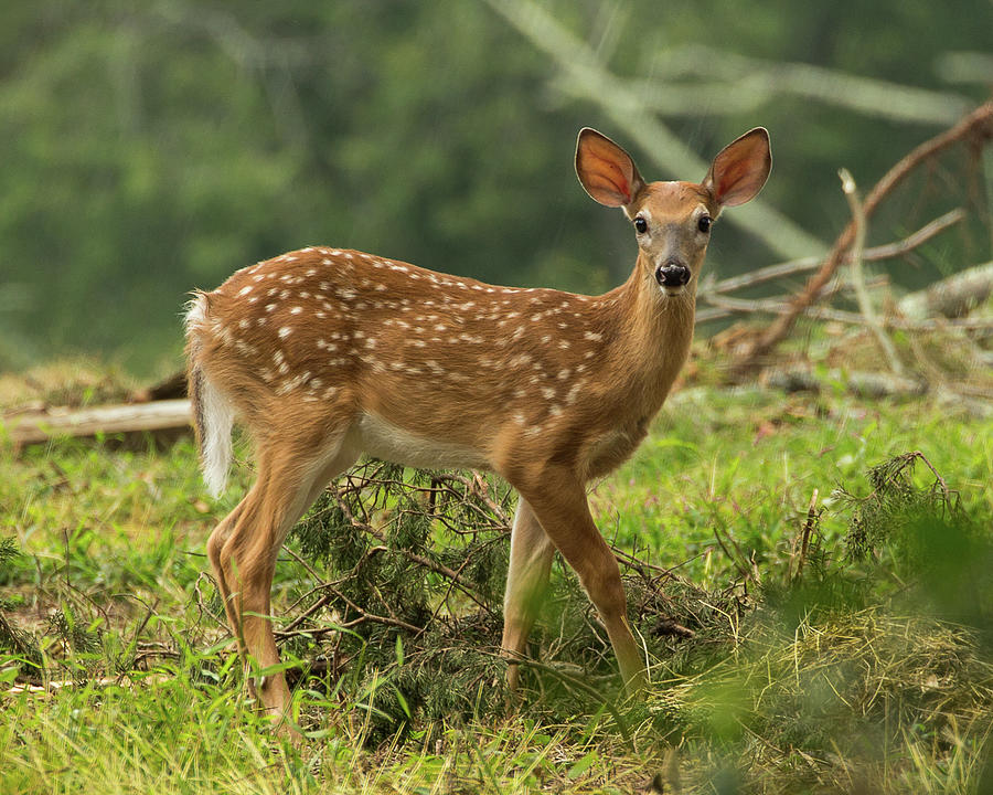 Spotted Fawn  Photograph by Denise Kopko