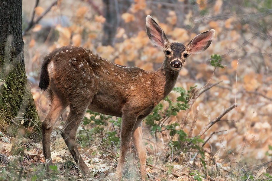 Spotted Fawn In The Woods Photograph
